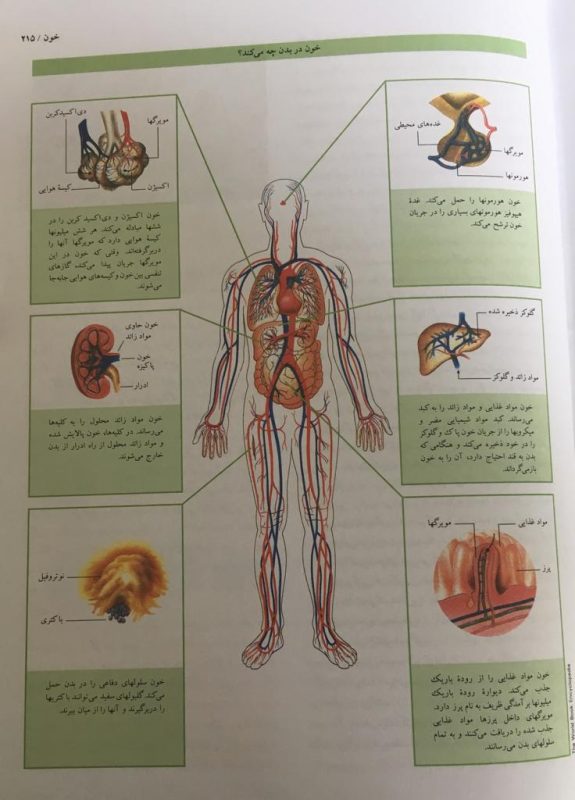 خون در بدن چه می کند؟