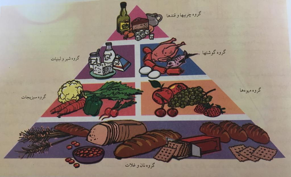 هرم تغذیه